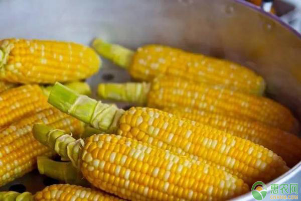 玉米最新价格行情